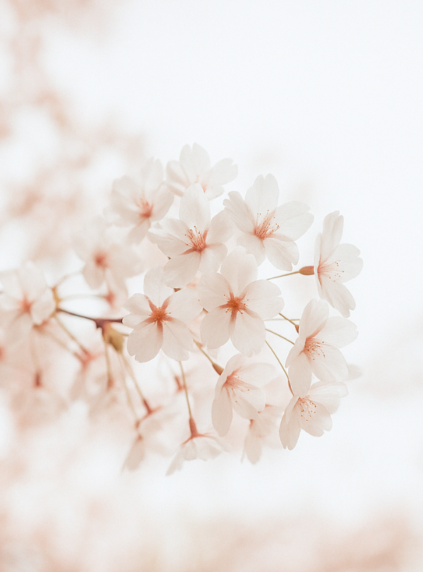 Dos de carte portfolio Ao Nami